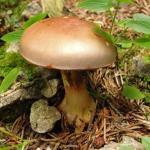 Funghi, funghi e ancora funghi